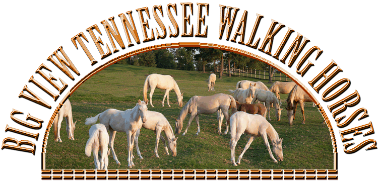 BIG VIEW TENNESSEE WALKING HORSES - Naturally gaited, barefoot, trail-broke plantation horses in Laurel, Mississippi.Standing Tennessee Walking Horse stallions, Glen Hope Gold Rush, and I'm Sure In Command and introducing I'm Here To Stay. Horses for sale, geldings, mares, stallions, weanlings and green broke stock.