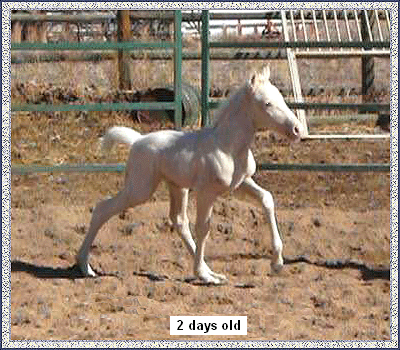 Champagne Cloud Dancer dispelling myths about when a TWH starts gaiting.