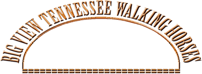 Big View Tennessee Walking Horses - click here to return to front page.