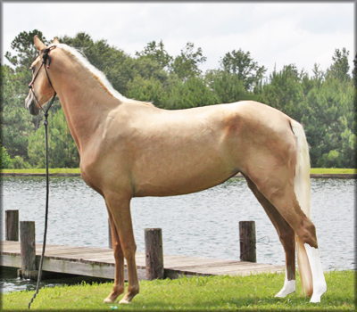 GOLDWELL'S PRINCESS