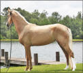 GOLDWELL'S PRINCESS