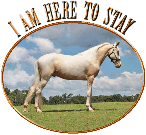 At Stud, I Am Here To Stay