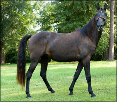 POOR BOY'S BEAUTY