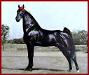 Ebony's Senator - 1969 World Grand Champion