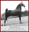 Midnight Mack K. - 3 time Reserve World Grand Champion
