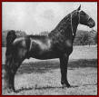 Midnight Sun - 1945 and 1946 World Grand Champion