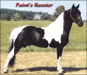 Paint's Rooster