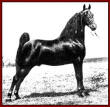 Sun's Delight D. - 1963 World Grand Champion